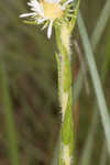 Thistleleaf aster